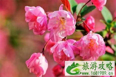 北京海棠花赏花地推荐 地点+公园介绍
