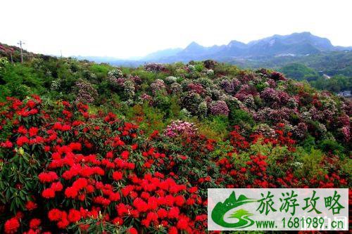 大黑山杜鹃花游玩路线 附门票信息 大黑山杜鹃花游玩路线 附门票信息