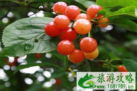 广元朝天区沙河樱桃采摘节4月23日至30日开启