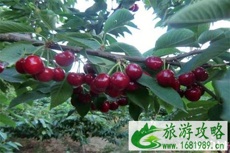 2022襄城县湛北乡樱桃采摘节 地址+交通指南 2022襄城县湛北乡樱桃采摘节 地址+交通指南