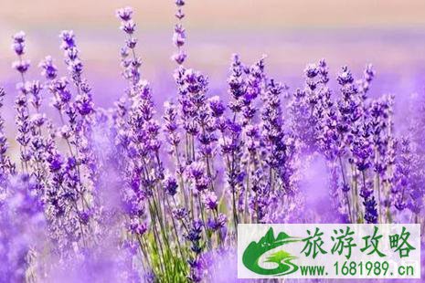 2022法国普罗旺斯薰衣草花期 法国普罗旺斯薰衣草观赏地点推荐