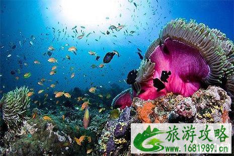 富国海底世界和太平洋海底世界哪个好玩