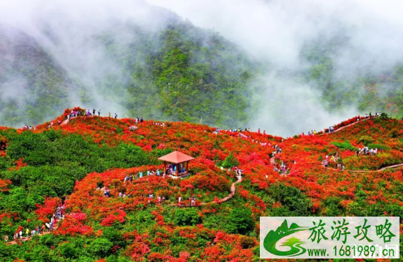 2022年大围山杜鹃花什么时候开+票价+交通 2022年大围山杜鹃花什么时候开+票价+交通