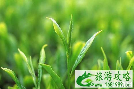 2022北京茶博会时间+地址+介绍