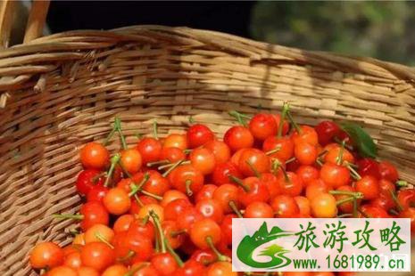 2022简阳樱桃节是什么时候+价格+交通+活动攻略 2022简阳樱桃节是什么时候+价格+交通+活动攻略