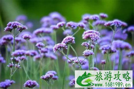 南宁龟山滨江公园马鞭草观赏指南
