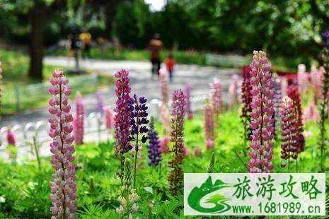 玉渊潭公园鲁冰花在哪+最佳观赏地点+花期 玉渊潭公园鲁冰花在哪+最佳观赏地点+花期