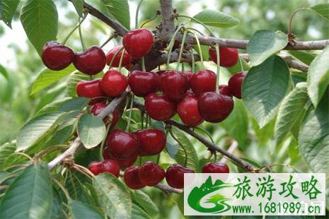 2022蒲江光明乡樱桃山樱桃采摘攻略 时间+费用+交通