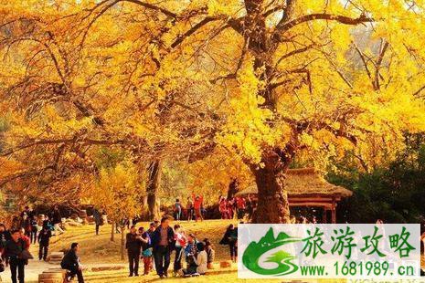2022随州千年银杏谷最佳观赏时间+门票+交通 2022随州千年银杏谷最佳观赏时间+门票+交通