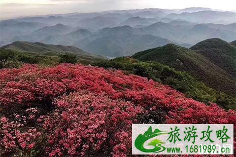 2022余杭百丈杜鹃花节4月20日开启 2022余杭百丈杜鹃花节4月20日开启