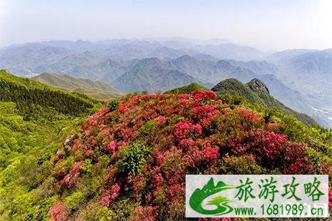 2022余杭百丈杜鹃花节4月20日开启 2022余杭百丈杜鹃花节4月20日开启