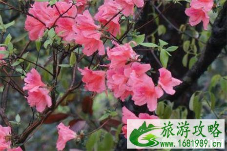 2022无锡惠山古镇杜鹃花攻略 附活动时间信息