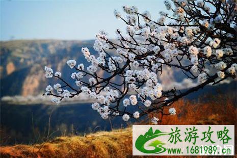 2022张蔡庄乡九圪塔村杏花节4月20日开启