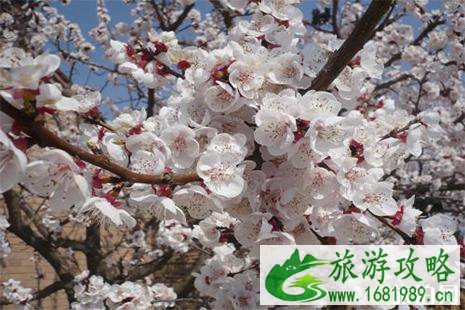 2022张蔡庄乡九圪塔村杏花节4月20日开启