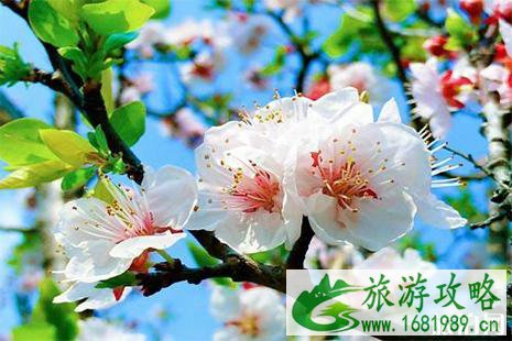 2022张蔡庄乡九圪塔村杏花节4月20日开启