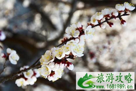2022阳高杏花节4月19日开启