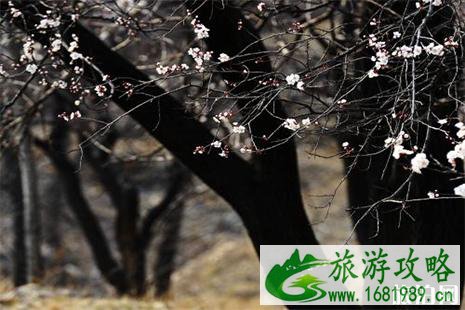 延庆杏花在哪看 附赏花指南 延庆杏花在哪看 附赏花指南