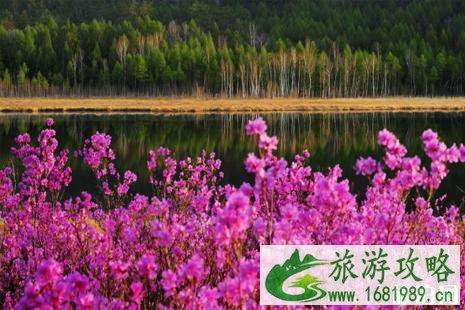 呼伦贝尔五月杜鹃花2022观赏地点+线路