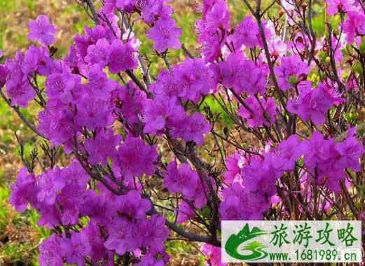 呼伦贝尔五月杜鹃花2022观赏地点+线路
