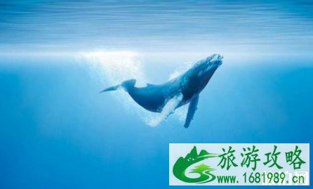 花莲赏鲸最佳时间 2022花莲赏鲸在哪里 花莲赏鲸最佳时间 2022花莲赏鲸在哪里