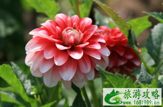 2022景山公园牡丹花开时间+票价+活动详情