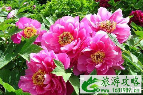 2022景山公园牡丹花开时间+票价+活动详情