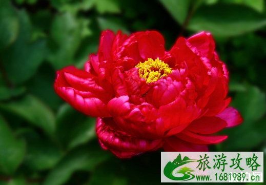 2022景山公园牡丹花开时间+票价+活动详情 2022景山公园牡丹花开时间+票价+活动详情