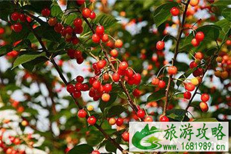 青白江区樱桃采摘攻略