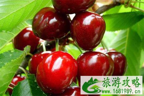 巴南百胜村樱桃采摘攻略 费用+地点