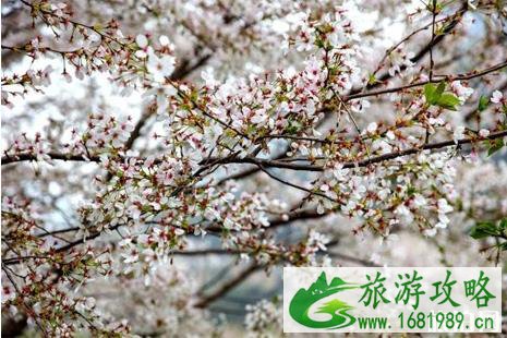2022朝天吼动漫樱花节活动攻略