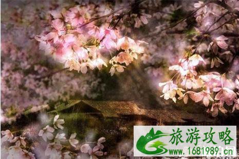 2022朝天吼动漫樱花节活动攻略