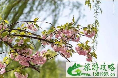 2022孟津黄河小浪底樱花节 门票+赏花攻略