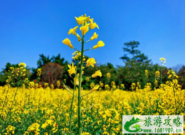 广州周边春季赏花去什么地方好 广州赏花去哪