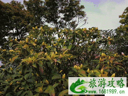 2022梧桐山毛棉杜鹃花开了吗+交通攻略