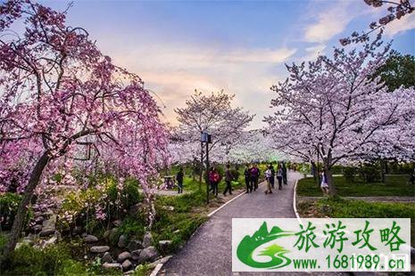 2022赣县樱花节3月开启 附加交通指南+防堵攻略