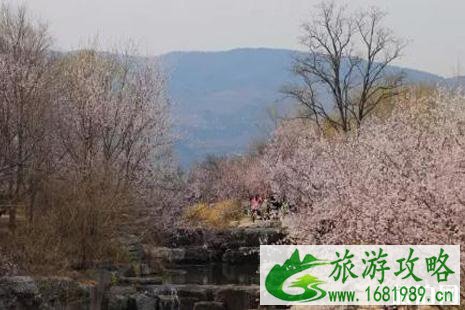 2022北京植物园桃花节时间+门票+交通+介绍 2022北京植物园桃花节时间+门票+交通+介绍