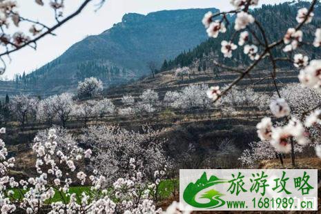 2022沂水诸葛杏花节活动攻略