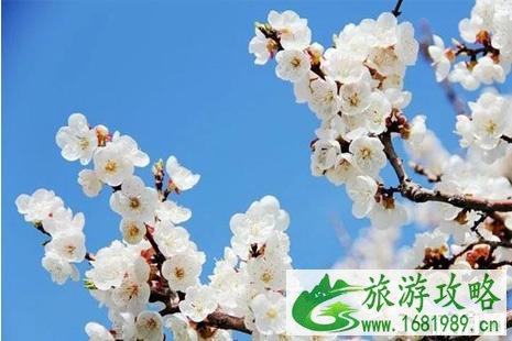2022伊犁杏花节什么时候+地点+活动攻略