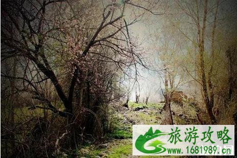 2022伊犁杏花节什么时候+地点+活动攻略