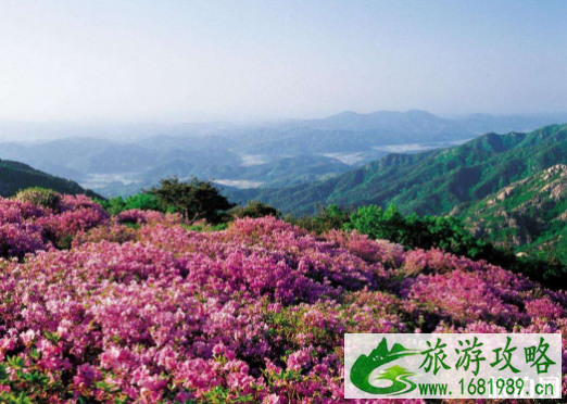毕节2022年杜鹃花节时间+路线推荐+活动内容