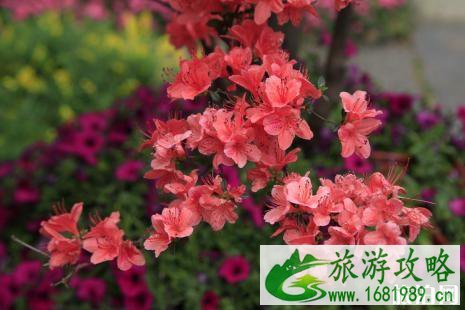 毕节2022年杜鹃花节时间+路线推荐+活动内容
