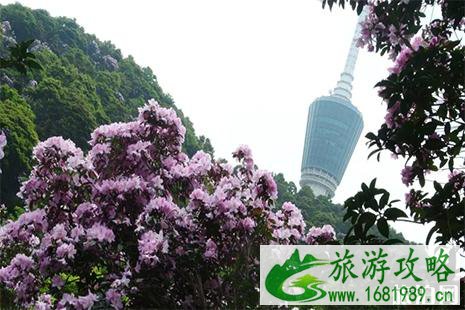 2022深圳免费花展+花会 2022深圳免费花展+花会