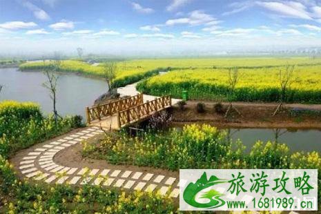 常阴沙油菜花节2022活动攻略
