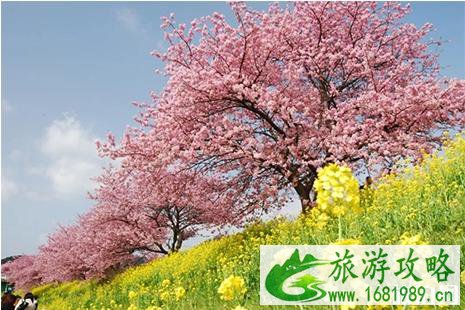 2022许昌第四届樱花圣帝文化节3月23日开启