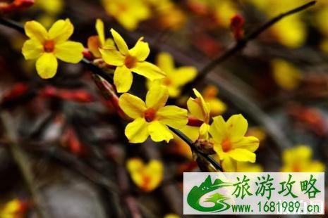 石家庄赏花时间表 2022石家庄赏花地点推荐