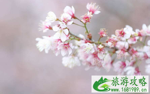 石家庄赏花时间表 2022石家庄赏花地点推荐