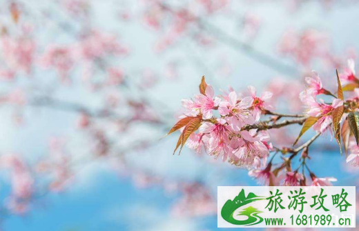 崇明樱花节2022时间+地点+票价 鲜花港郁金香展票价 崇明樱花节2022时间+地点+票价 鲜花港郁金香展票价