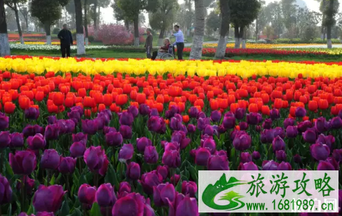 崇明樱花节2022时间+地点+票价 鲜花港郁金香展票价 崇明樱花节2022时间+地点+票价 鲜花港郁金香展票价