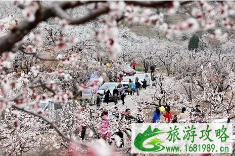 2022黄里风景区杏花节3月15日开启 附活动时间表 2022黄里风景区杏花节3月15日开启 附活动时间表
