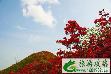 2022大围山国际杜鹃花节免费入园政策调整